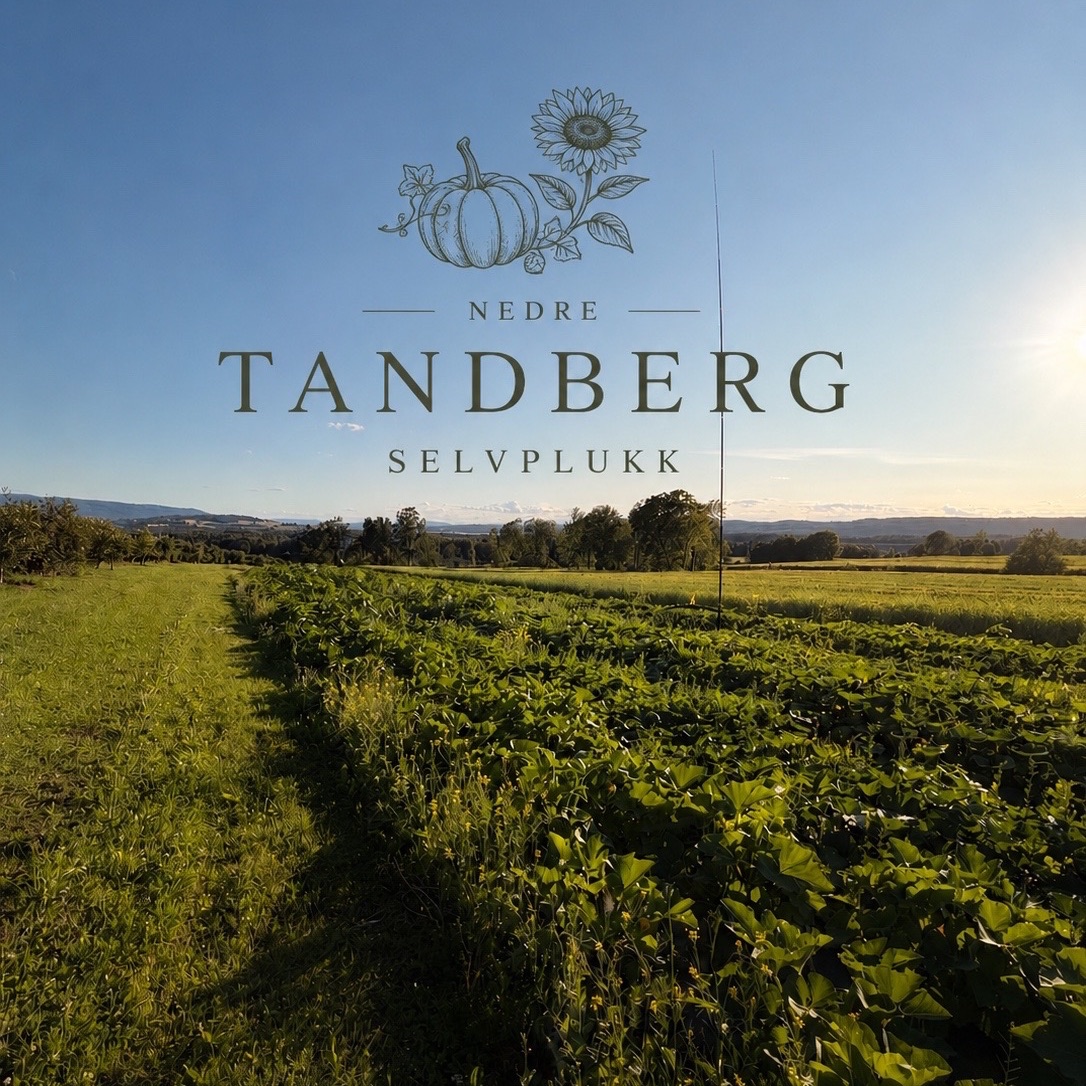 Nedre Tandberg Selvplukk i Ringerike – lokalmat direkte fra gården