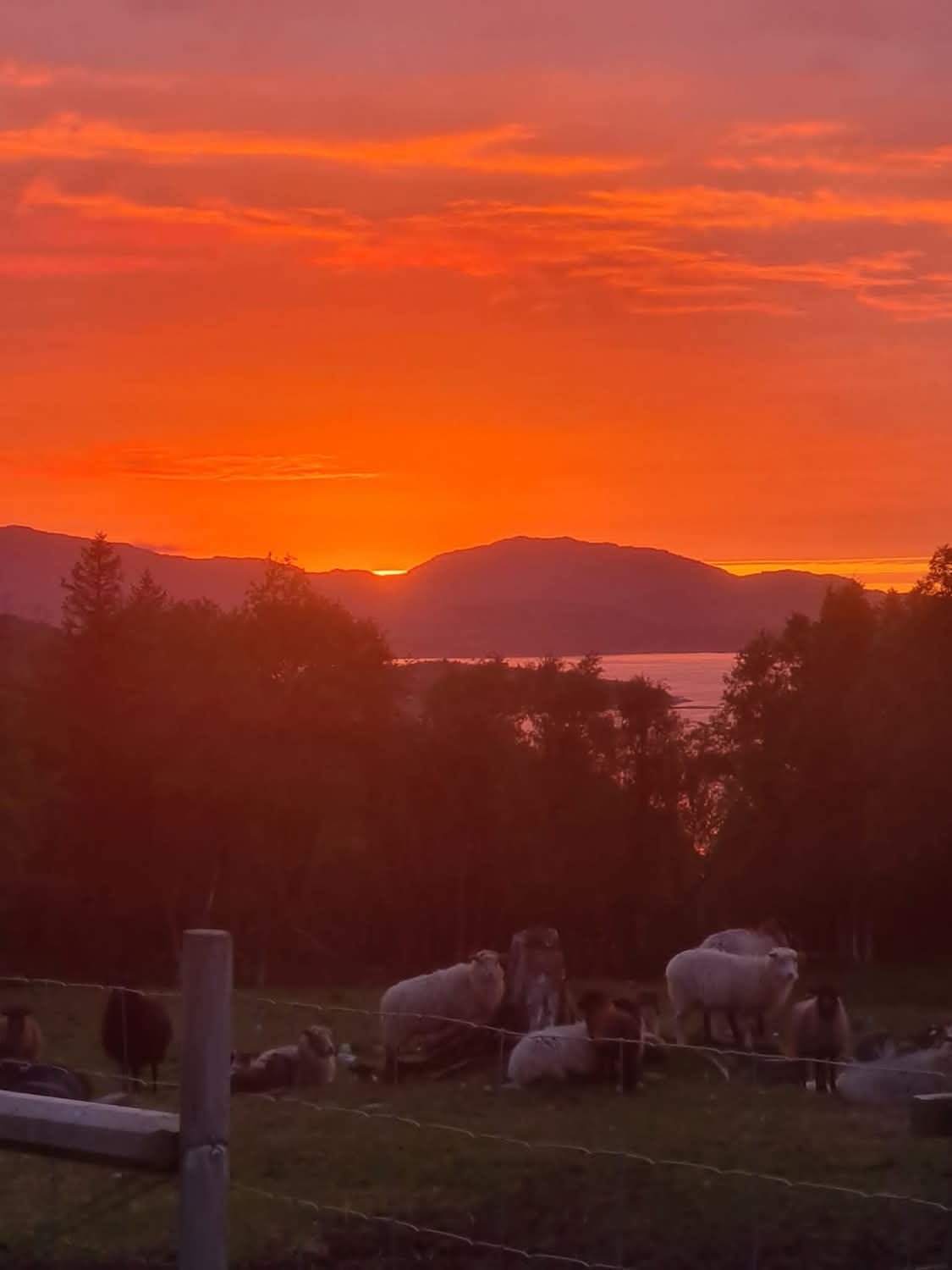 Christina Dahl Finnsetmo i Nærøysund – lokalmat direkte fra gården