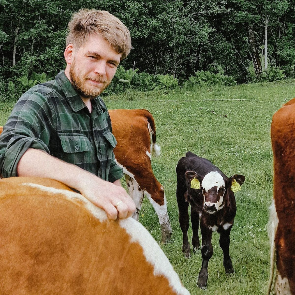 Grasfôra Hereford fra gården Solheim i Holmestrand – lokalmat direkte fra gården