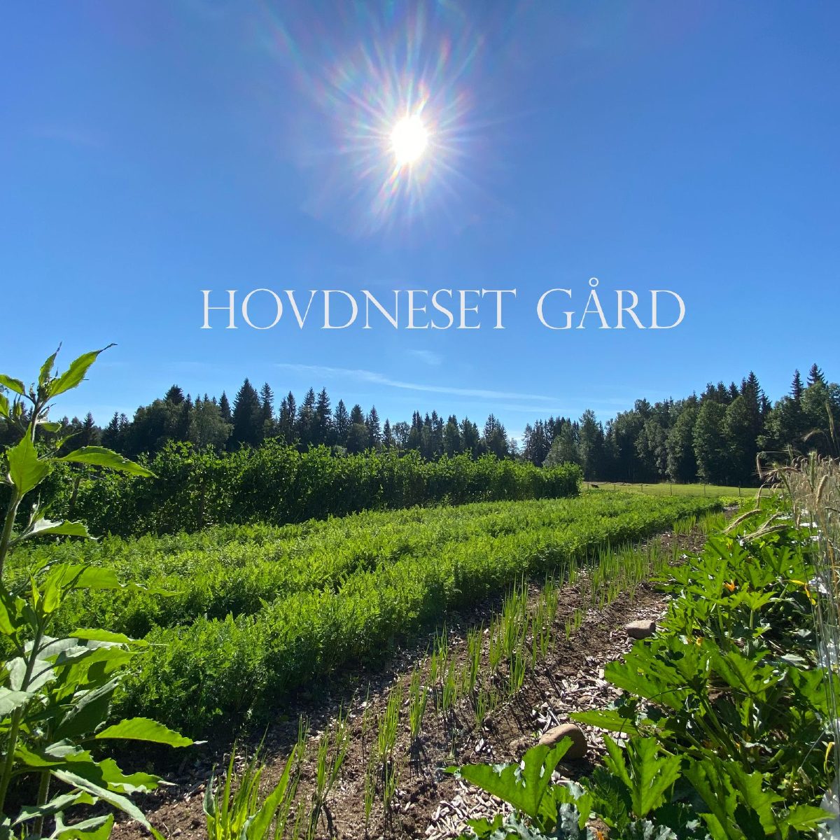 Hovdneset Gård i Åmot – lokalmat direkte fra gården