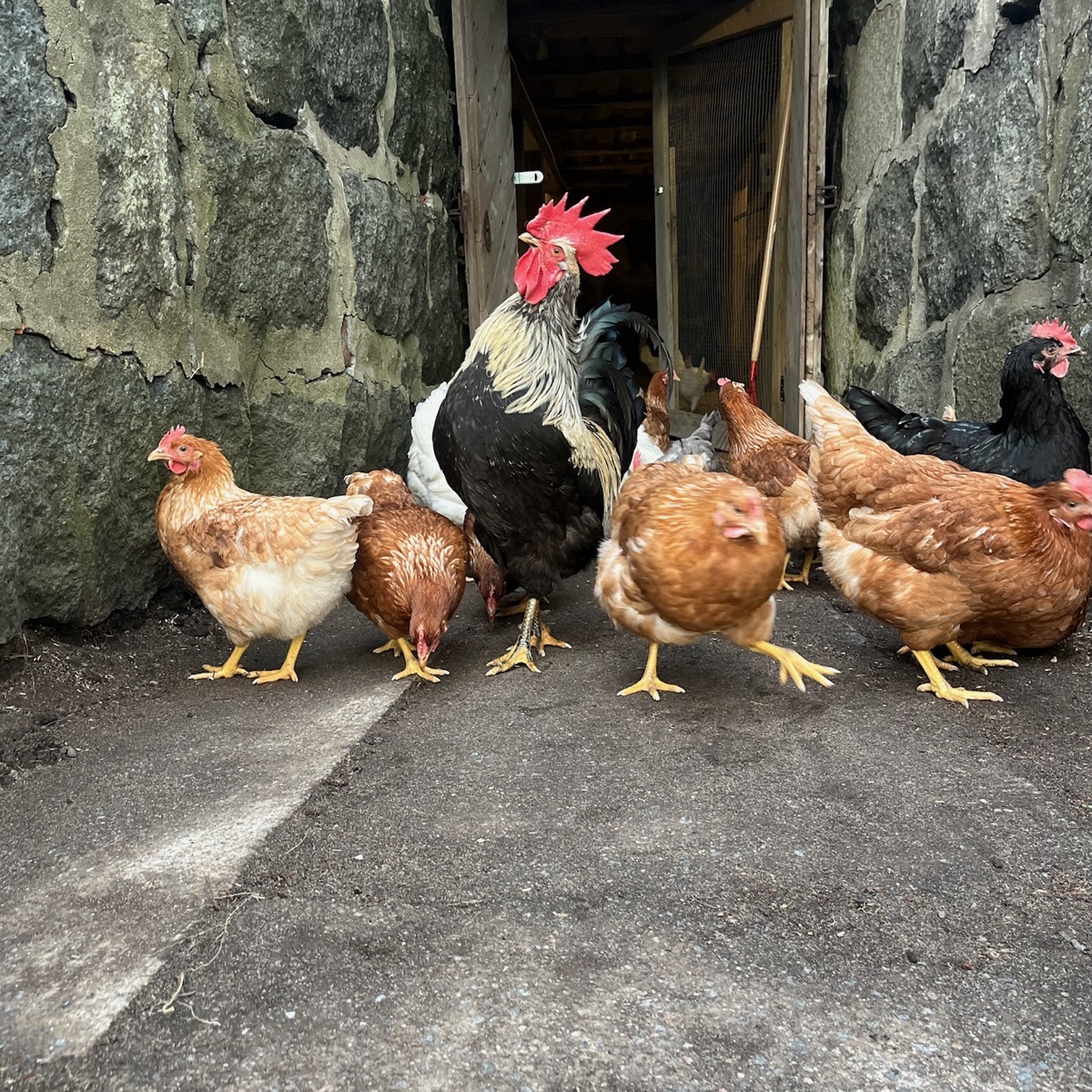 Gumserød Gård i Larvik – lokalmat direkte fra gården