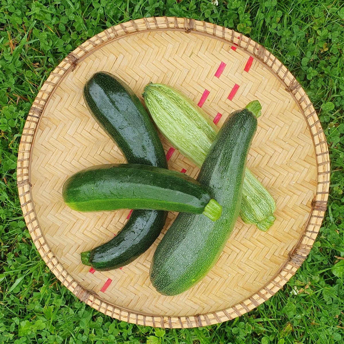 Squash - økologisk