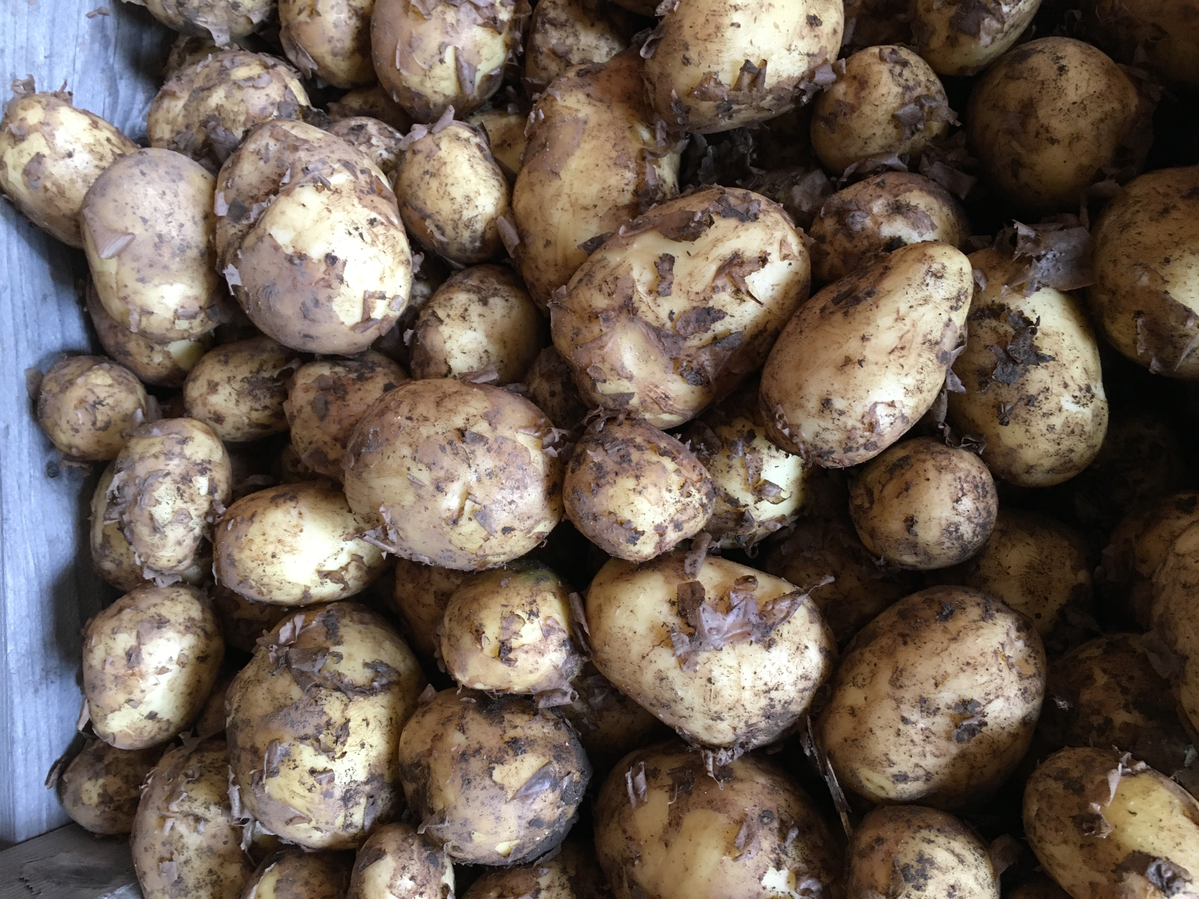 Poteter Hassel 2,5 kg