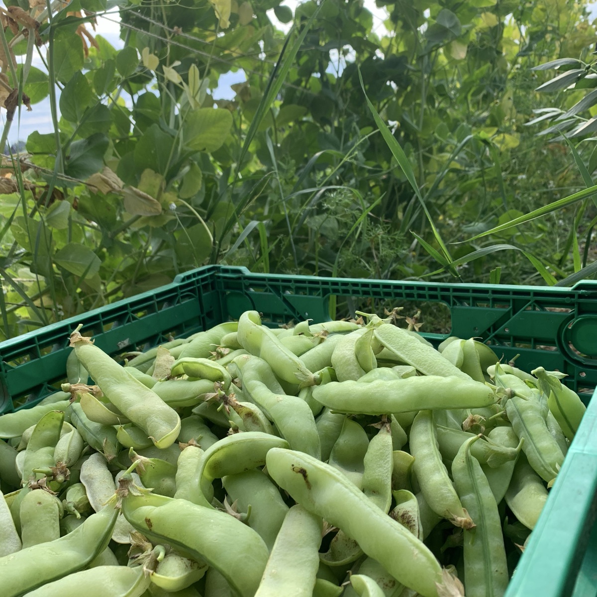 Ferske sukkererter 500g