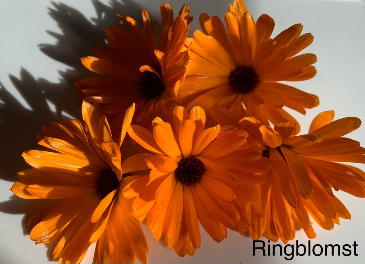 Ringblomst 5stk