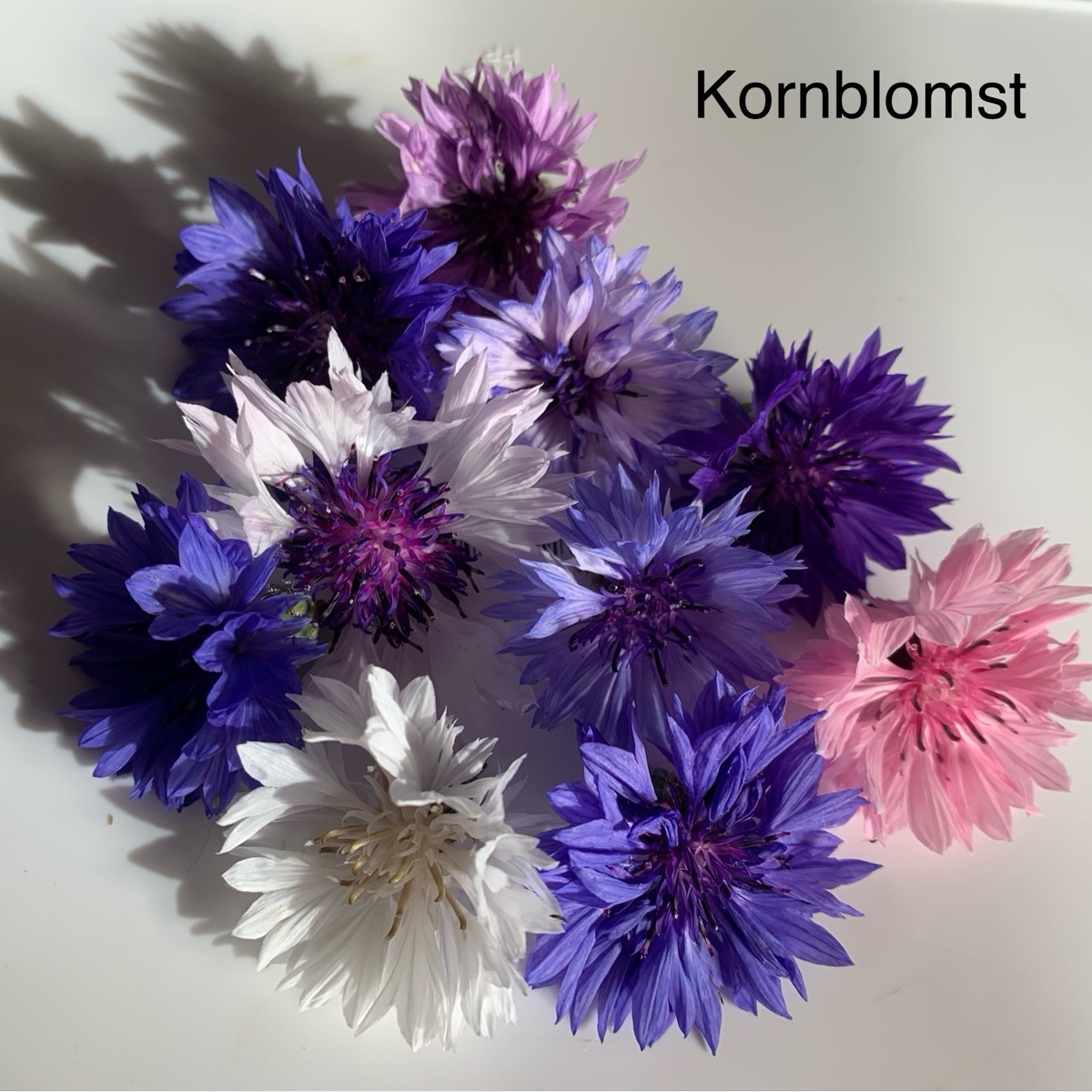 Kornblomst 10stk