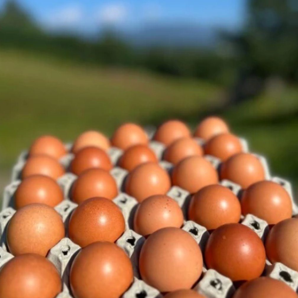 Egg av beitehøns