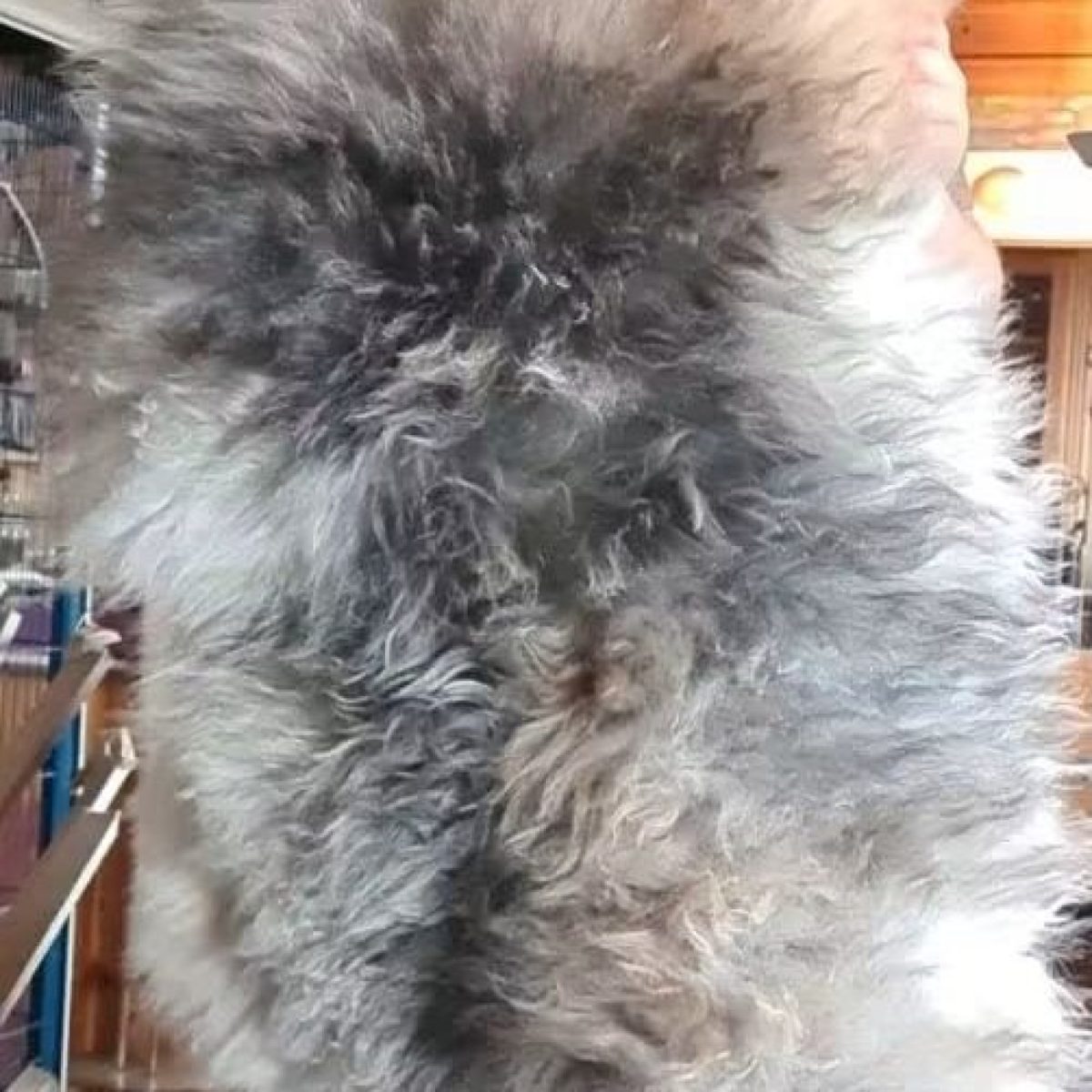 Villsauskinnfeller