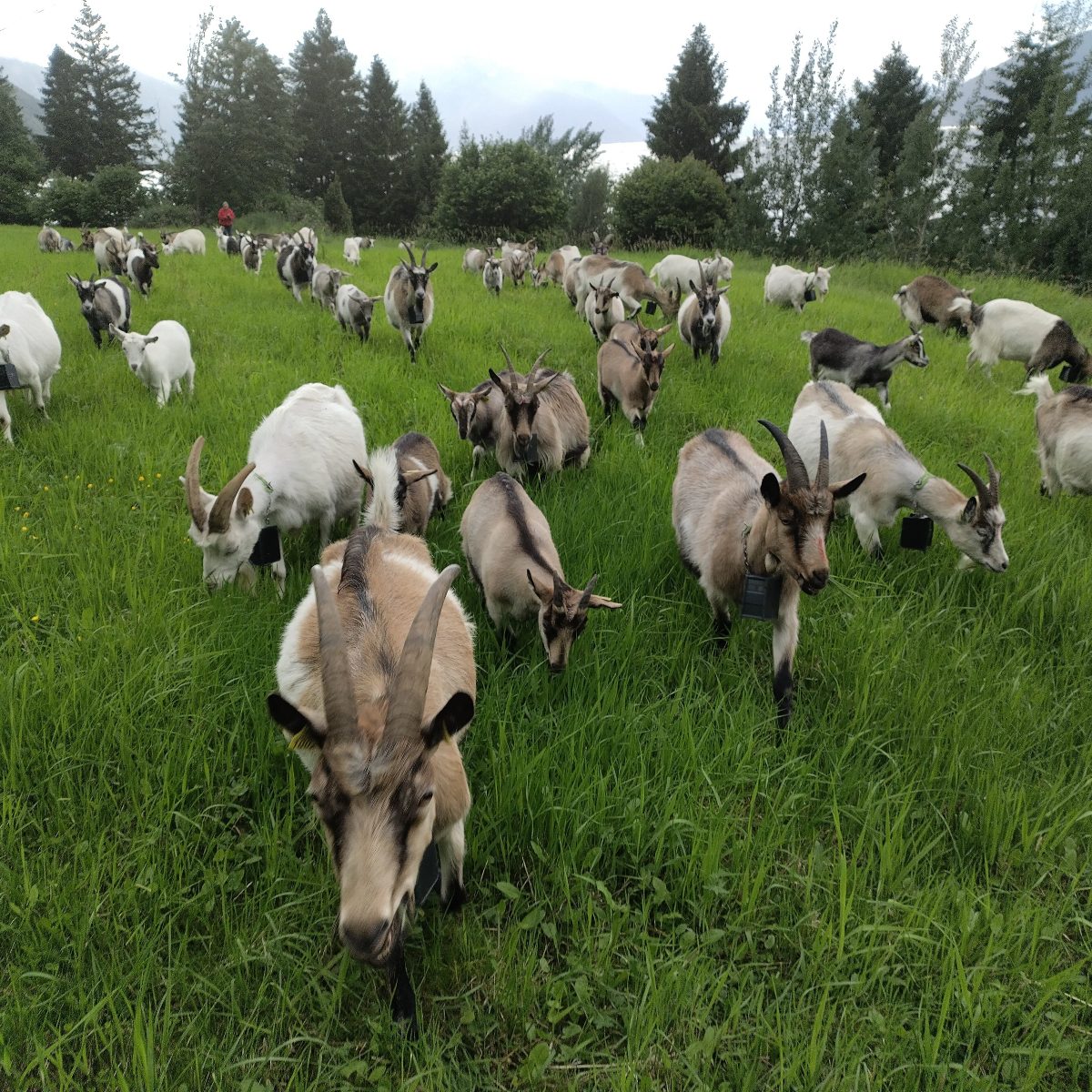 Kje-kjøt pakke (lår-bog-side-sadel)