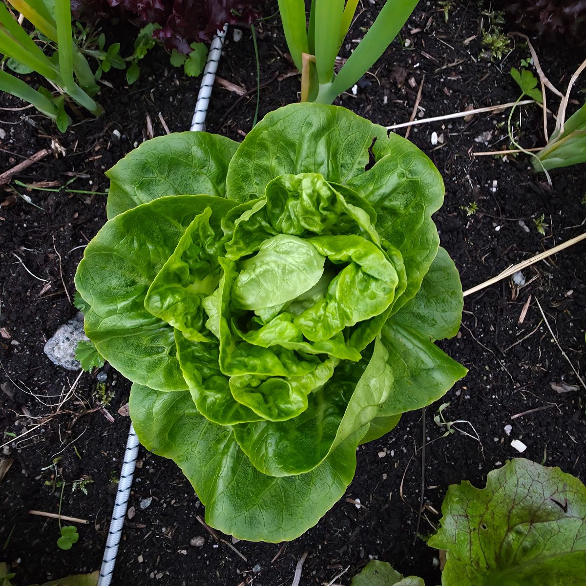 Hjertesalat "Little gem" økologisk