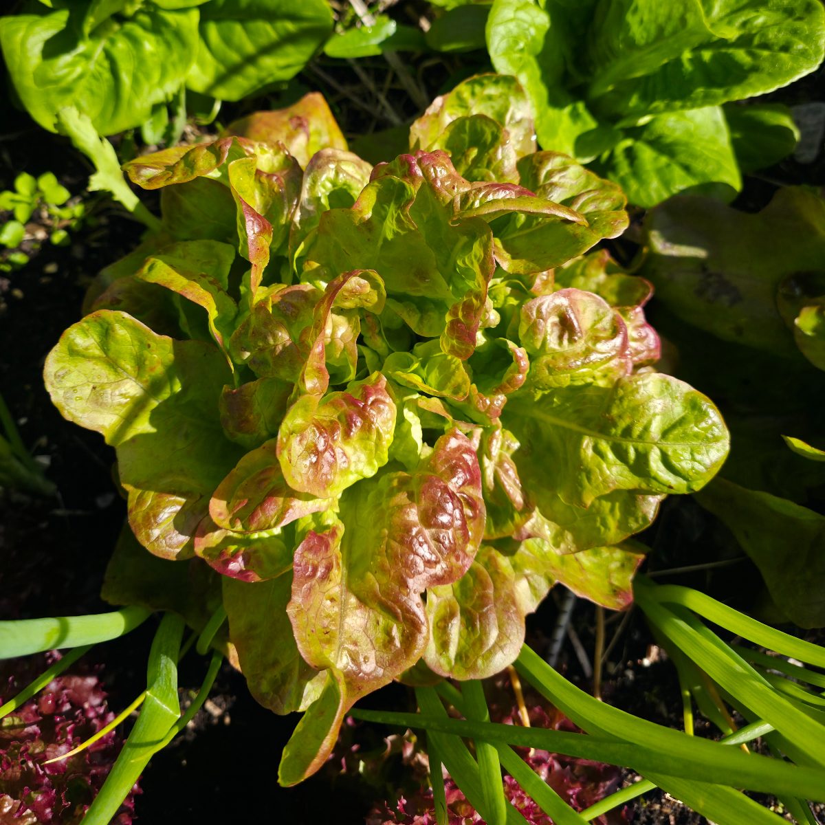 Ekebladsalat "Blushed Butter Oak" økologisk