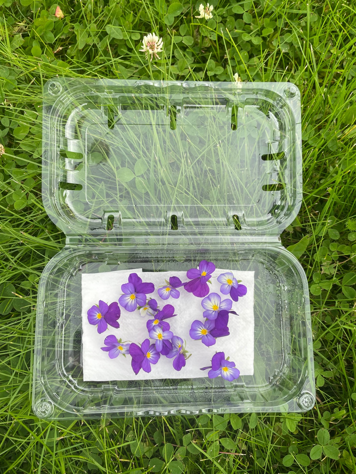 Spiselige blomster stemorsblomst økologisk