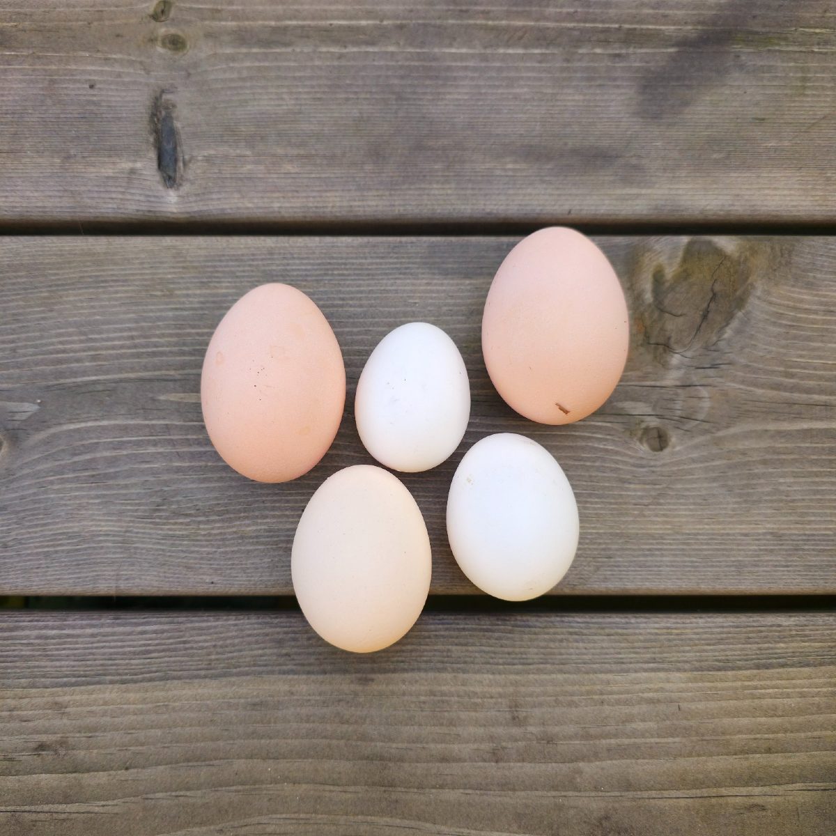 Egg 30 stk