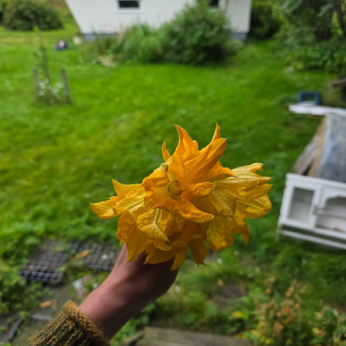 Squashblomst (kommer fortløpende)