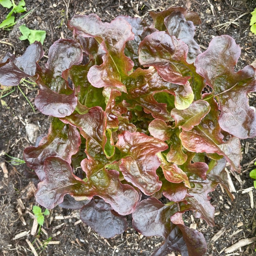 Ekebladsalat «Cantarix» økologisk