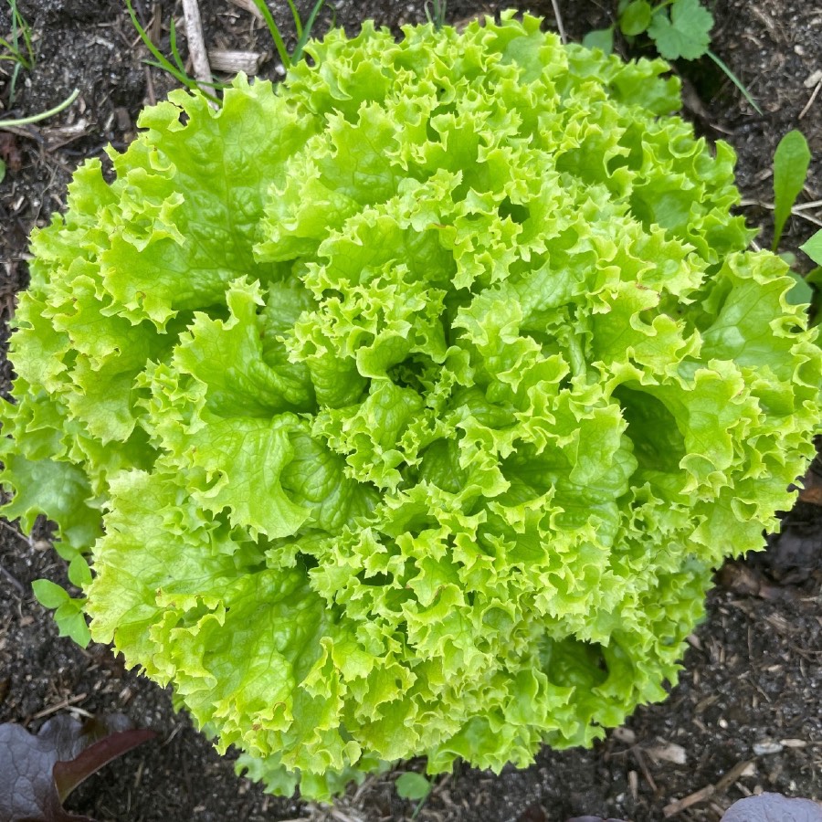 Lollosalat «Malibu» økologisk