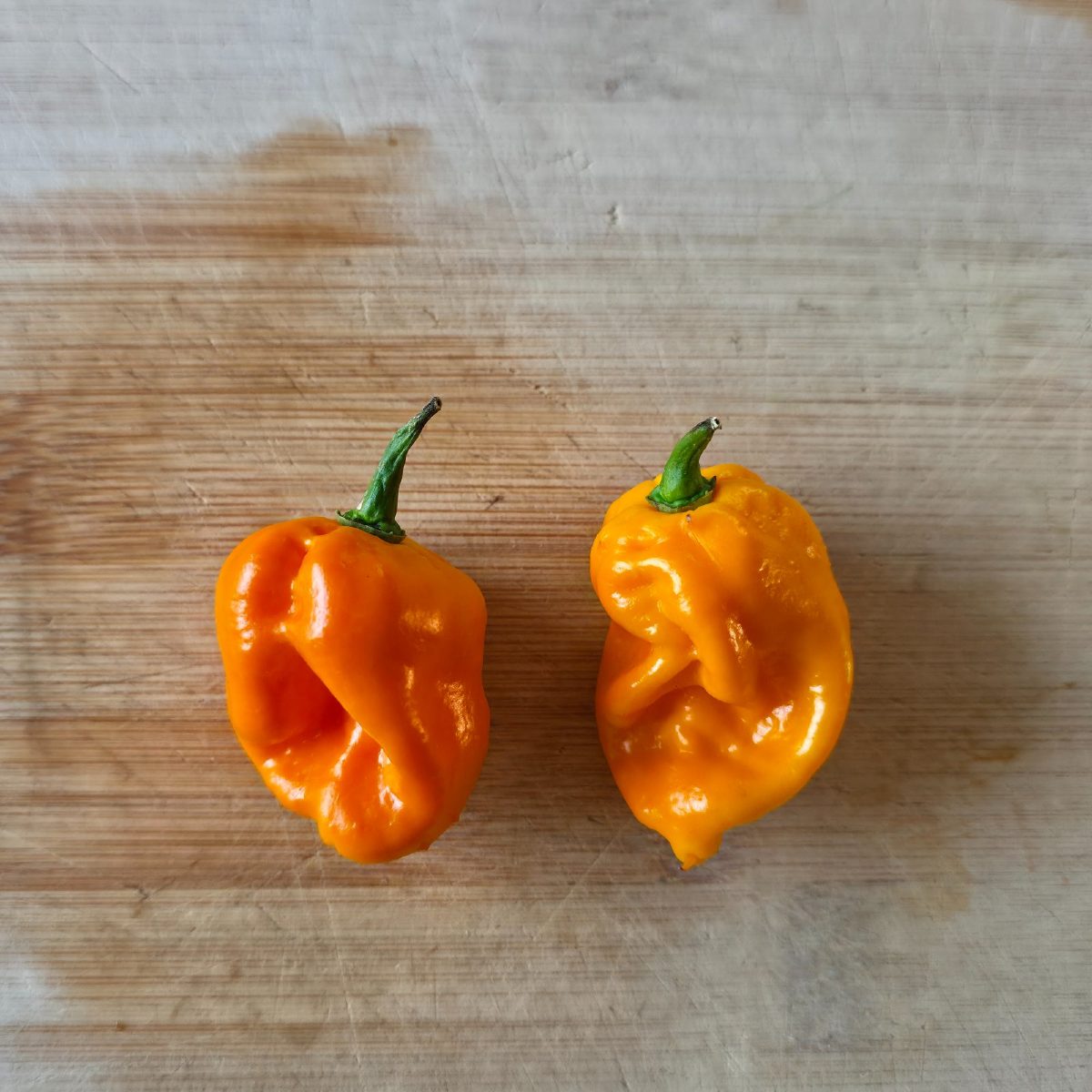 Carolina reaper