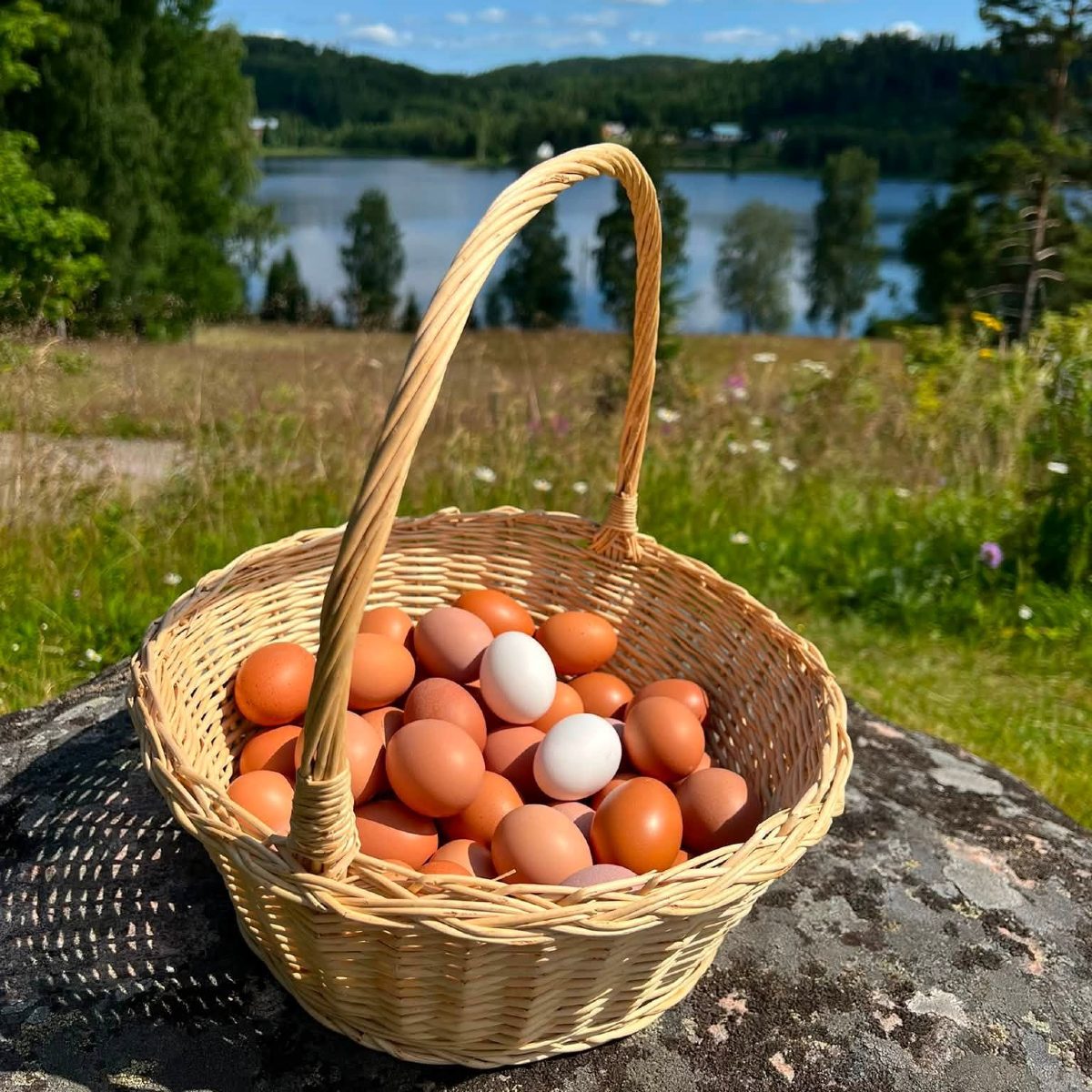 Egg i løsvekt fra beitende høns fôret med økologisk, soyafritt fôr. Ta gjerne med egen kurv eller kartong.