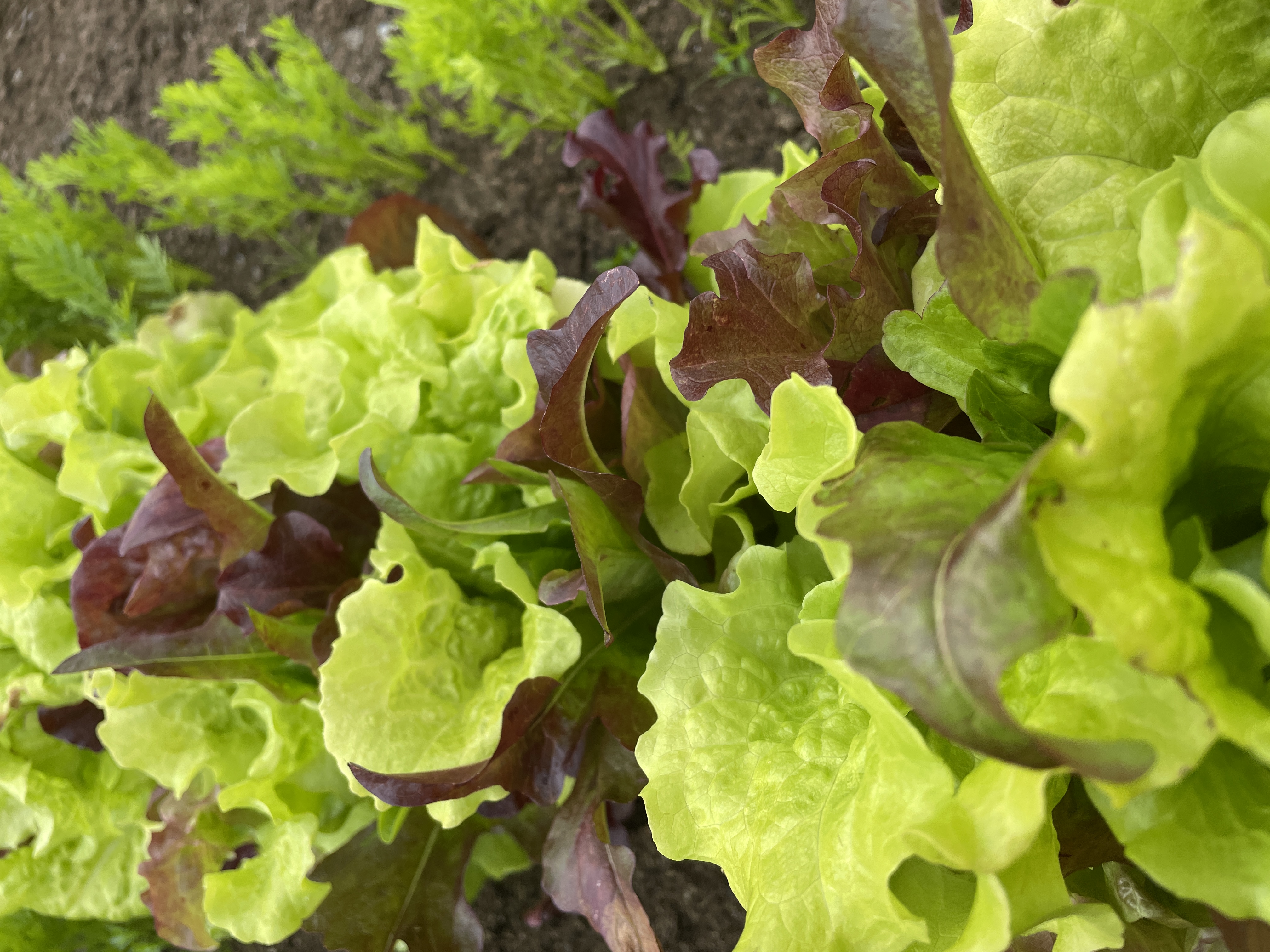 Plukksalat, økologisk, 100 g