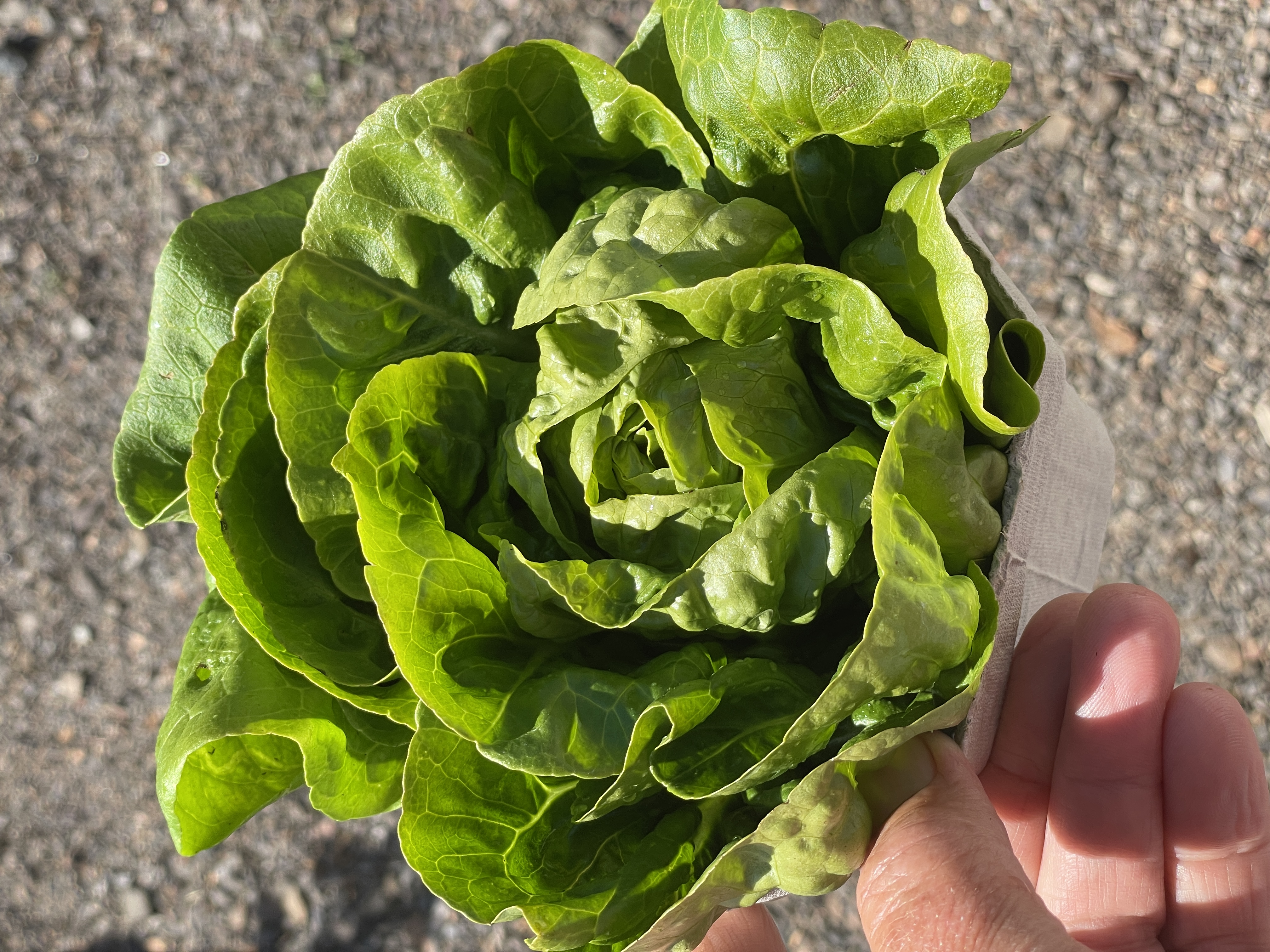 Hjertesalat «Little Gem», økologisk