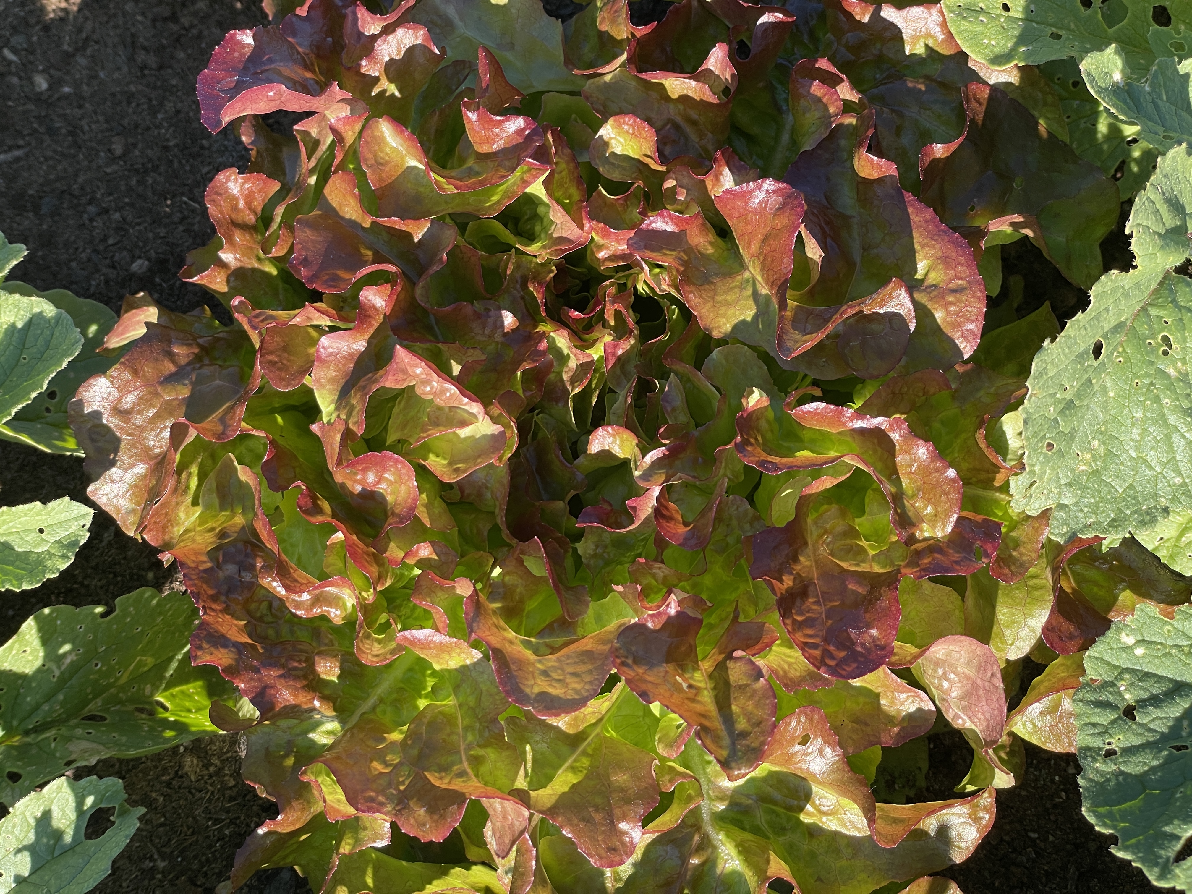 Ekebladsalat «Bijella», økologisk