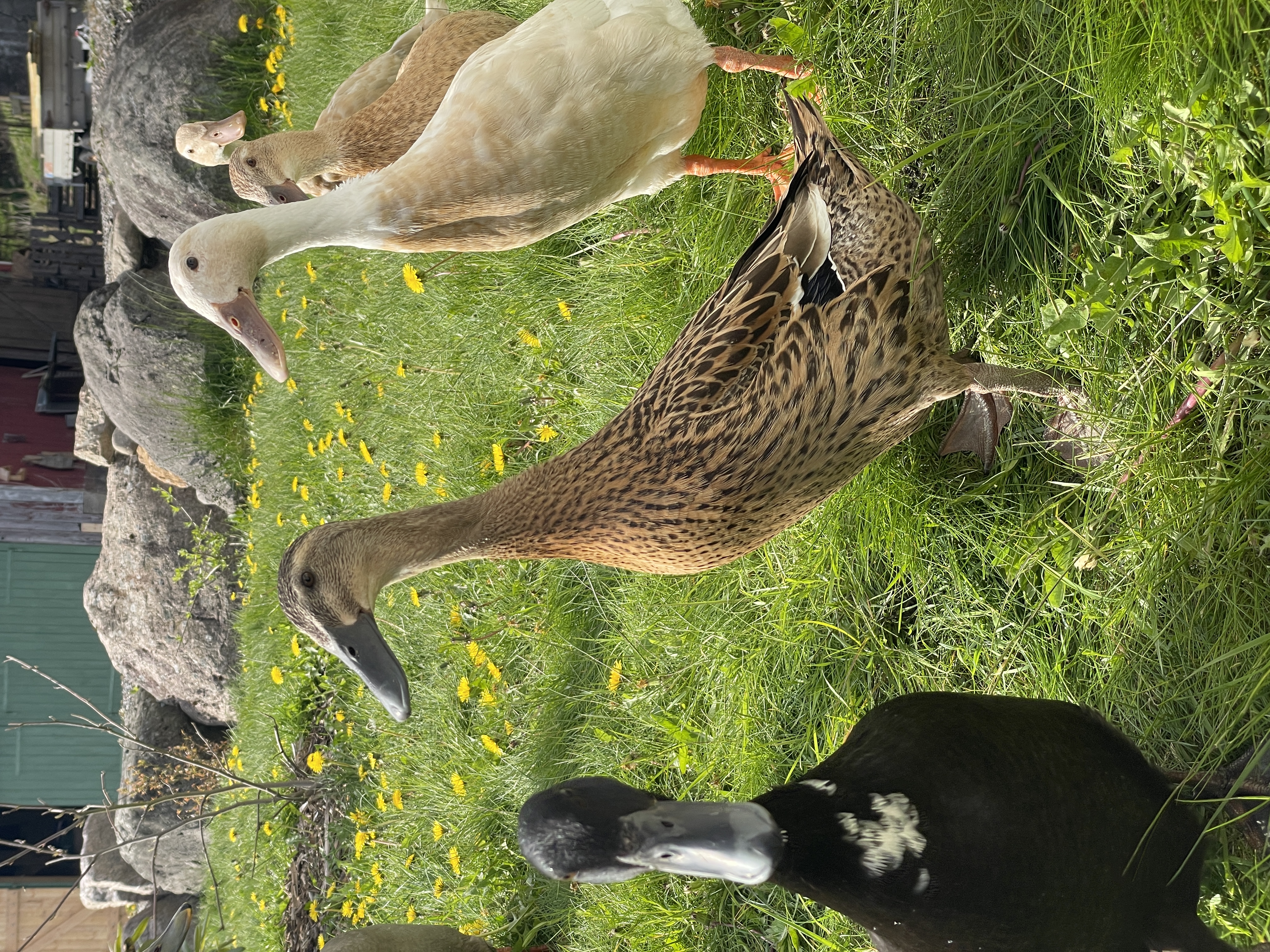 Indisk løpeand, and varmeløs, økologisk