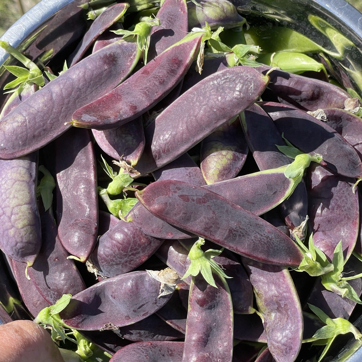 Sukkerert Shiraz, pose ca 100 g