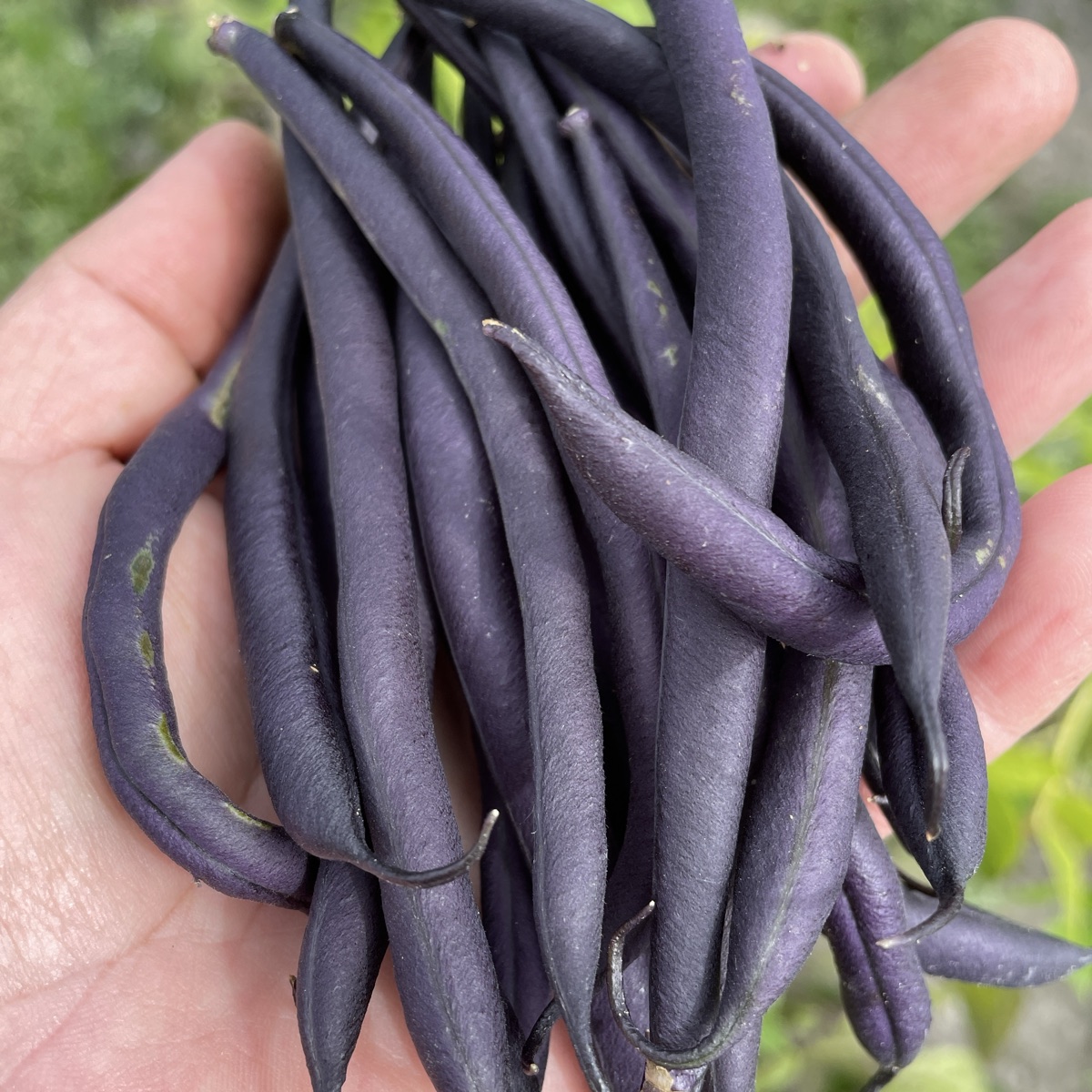 Brekkbønne Purple Teepee, pose ca 100 g
