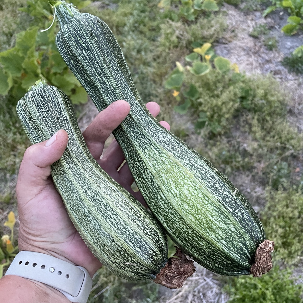 Squash