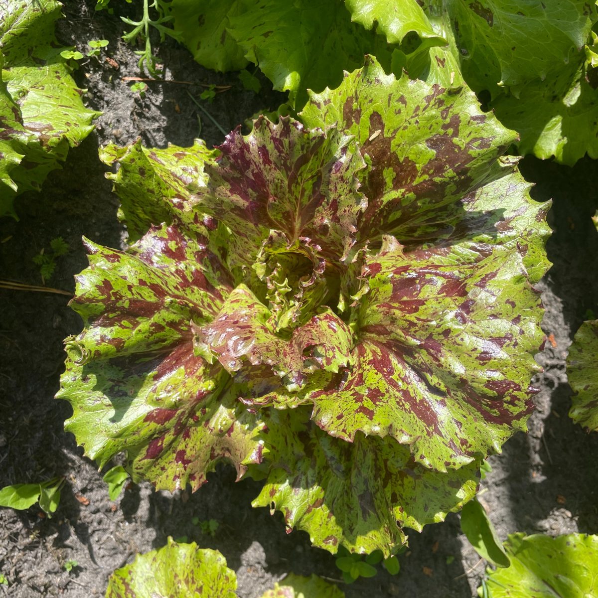 Salat, batavia