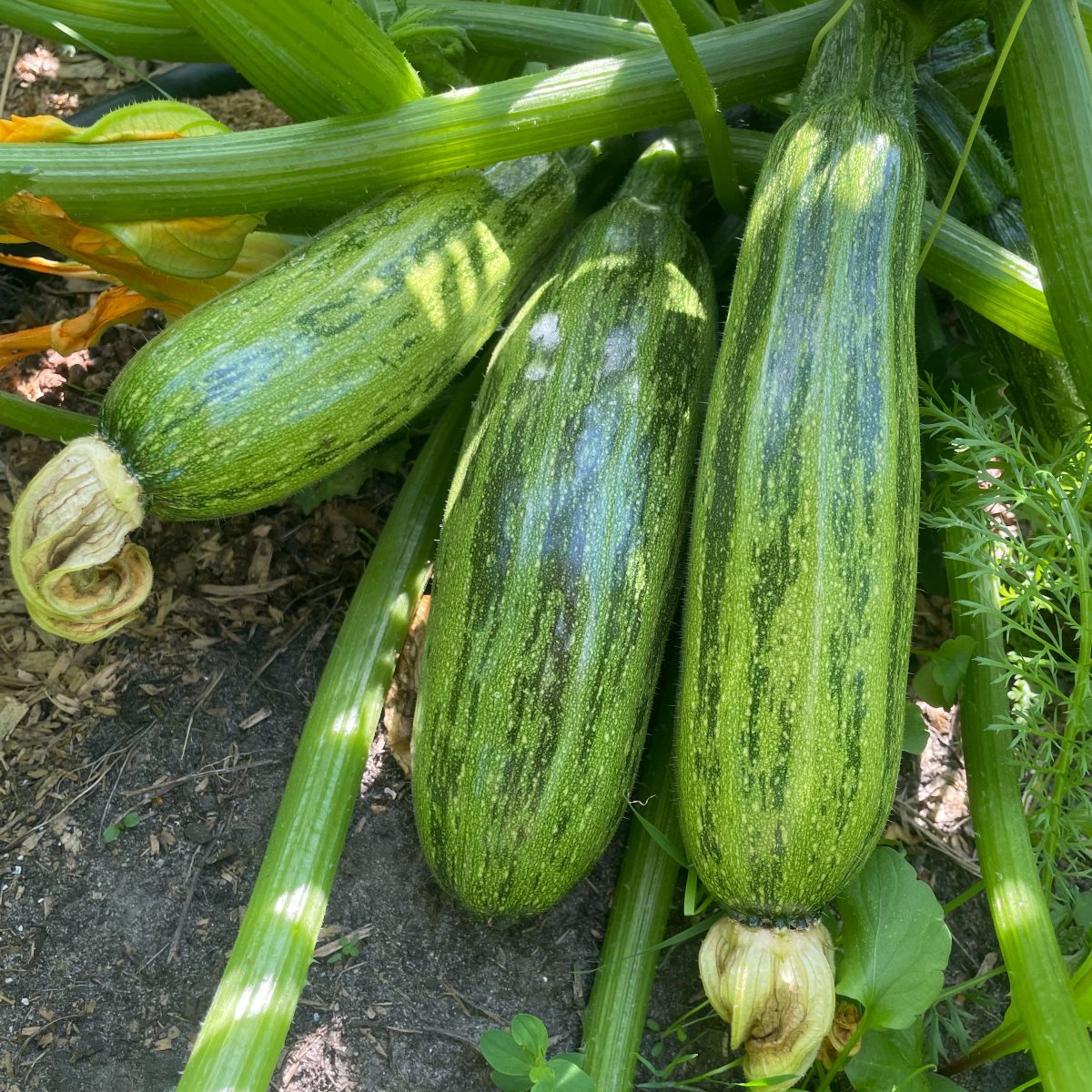 Squash