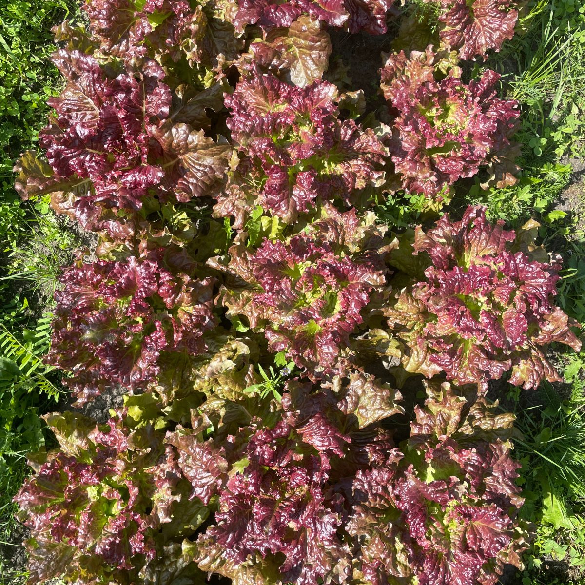 Plukksalat