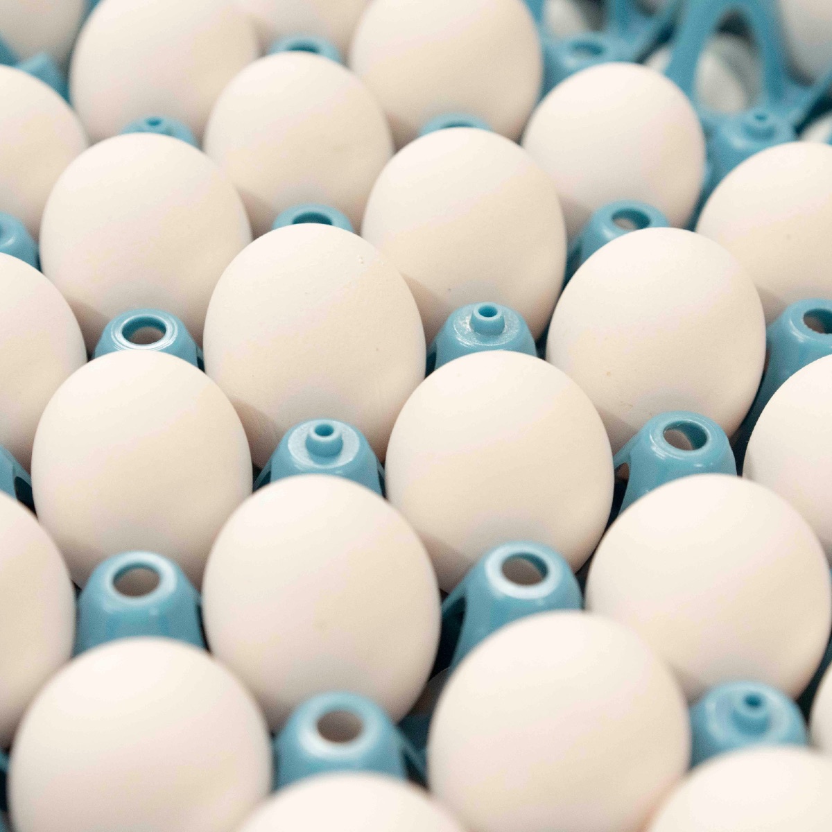 Soyafrie egg