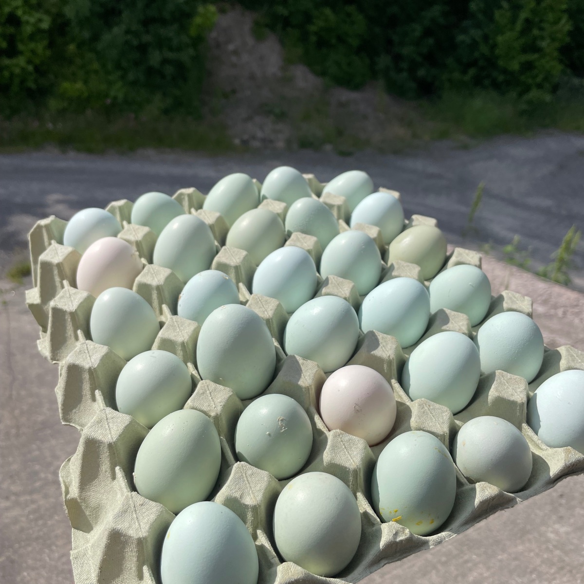 Økologiske egg