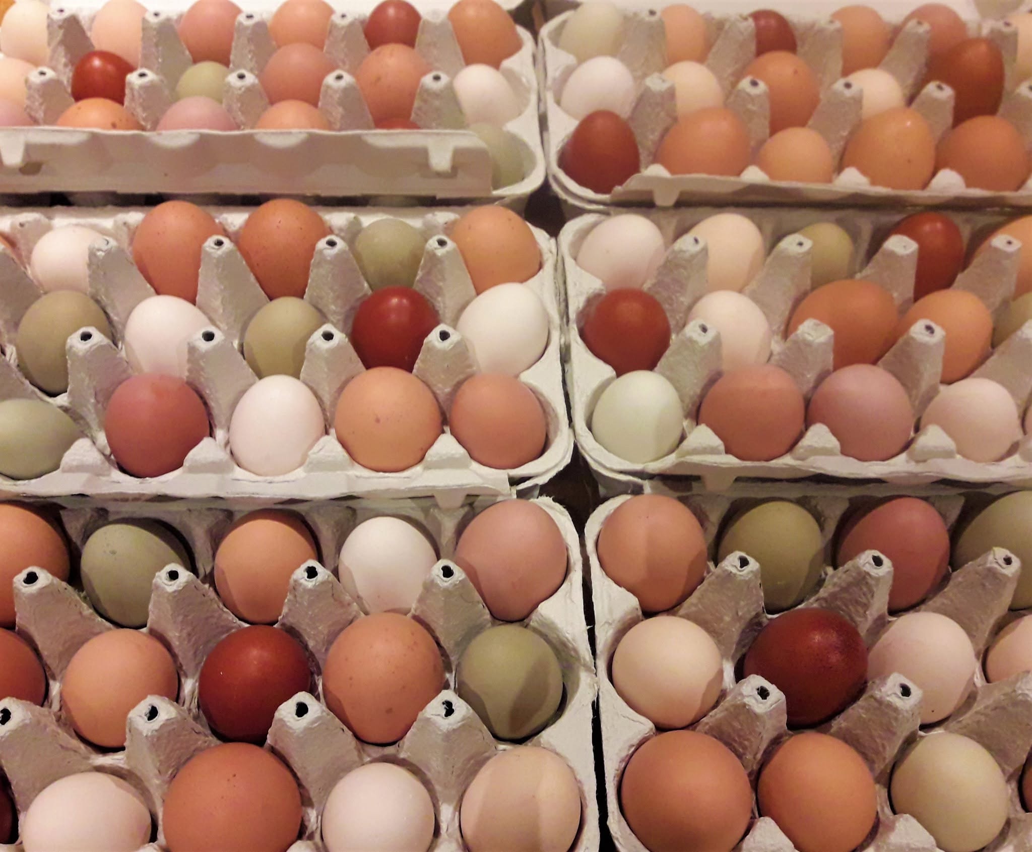 Fargeglade egg  12 pakning