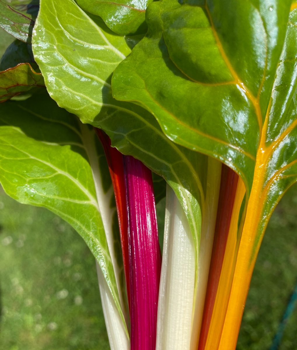 Bladbete / mangold