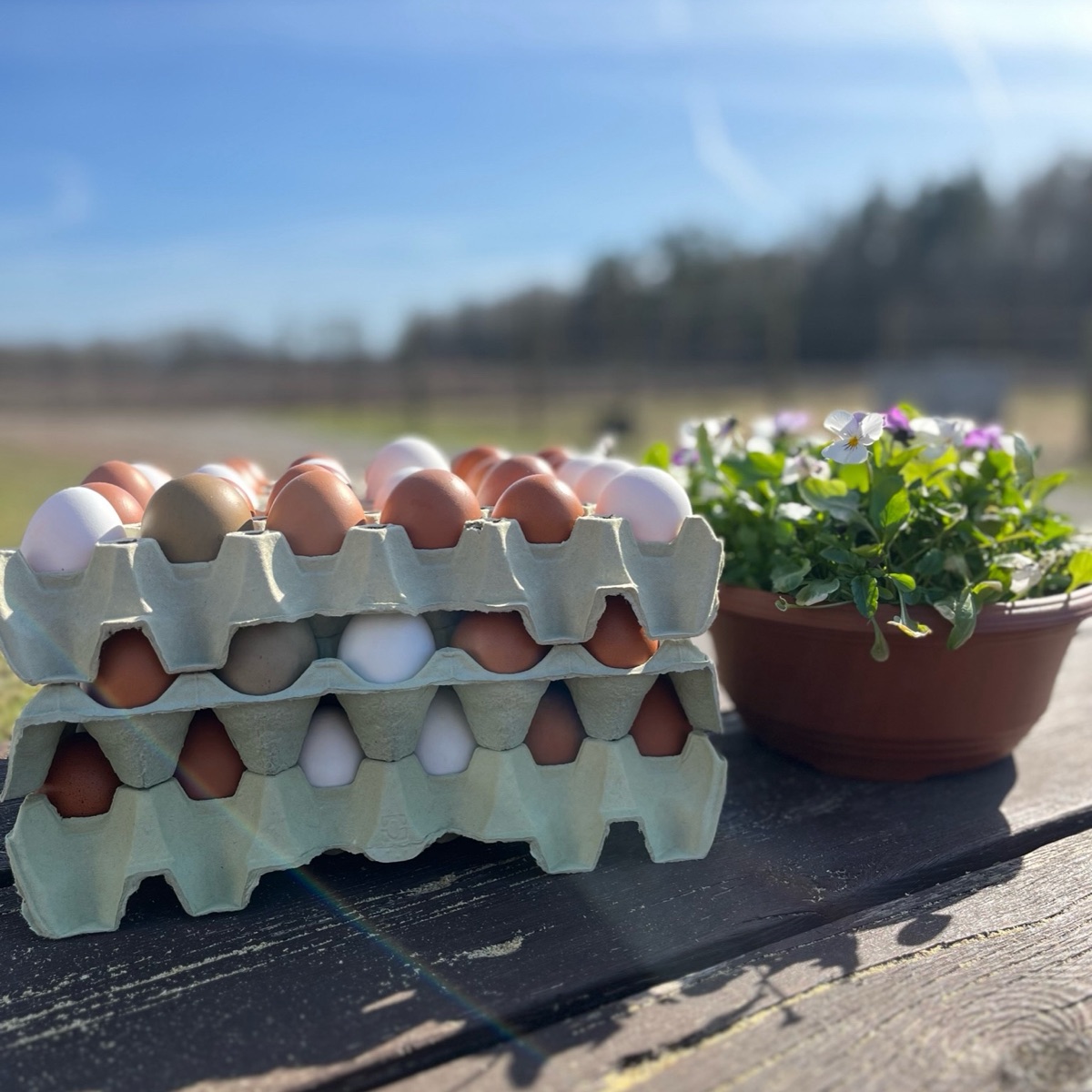 30 egg fra frittgående høner