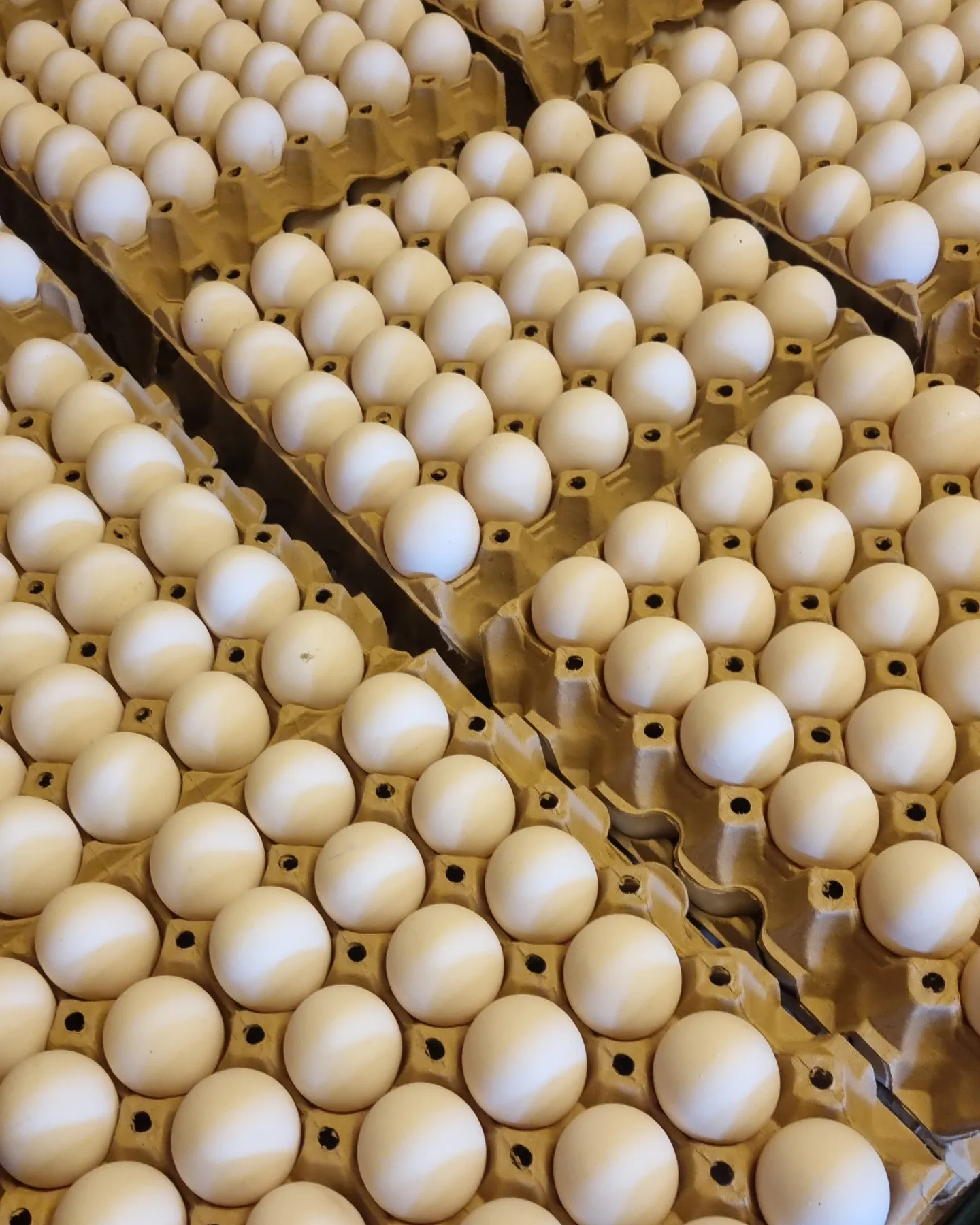 Egg 30 stk