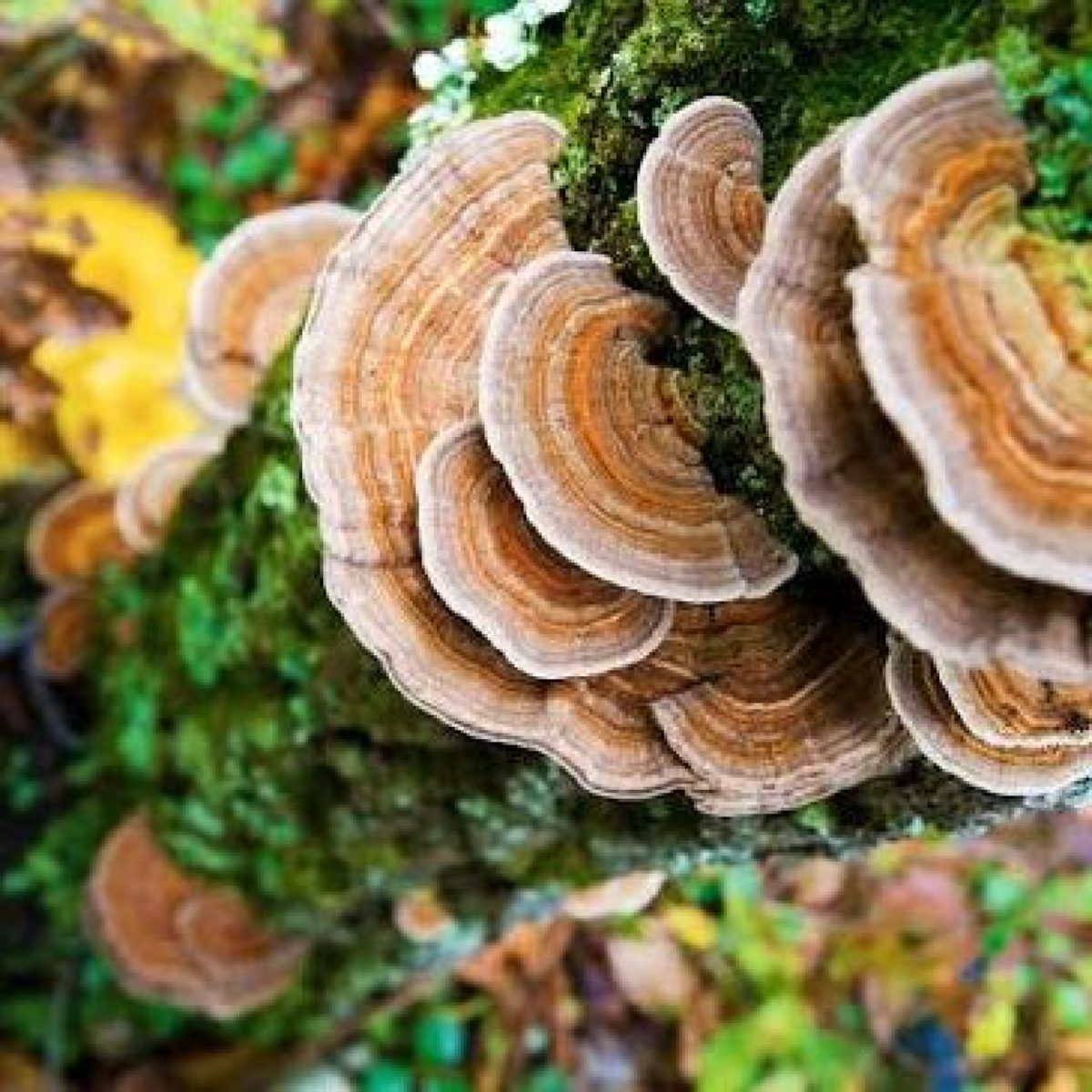 Tinktur av Turkey Tail