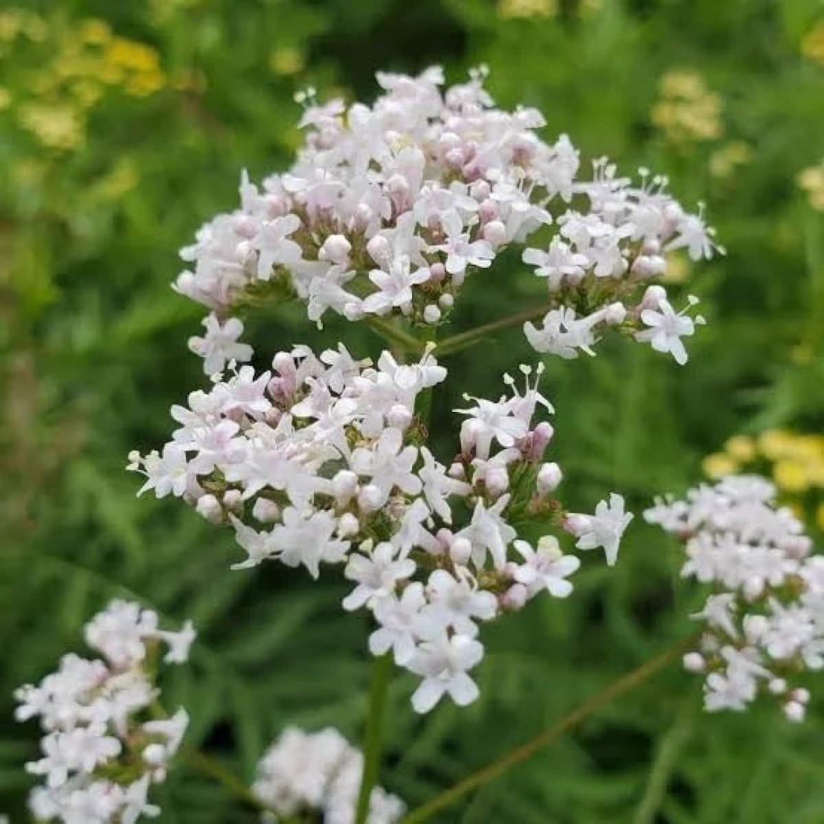 Tinktur av Valeriana