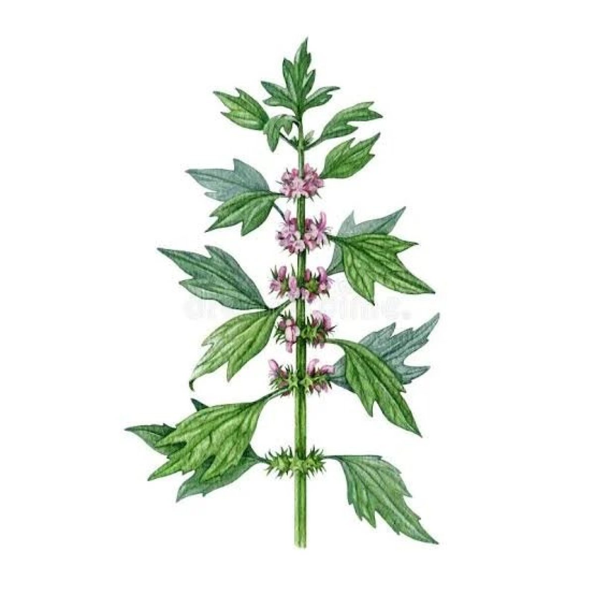 Tinktur av Løvehale (Motherwort)