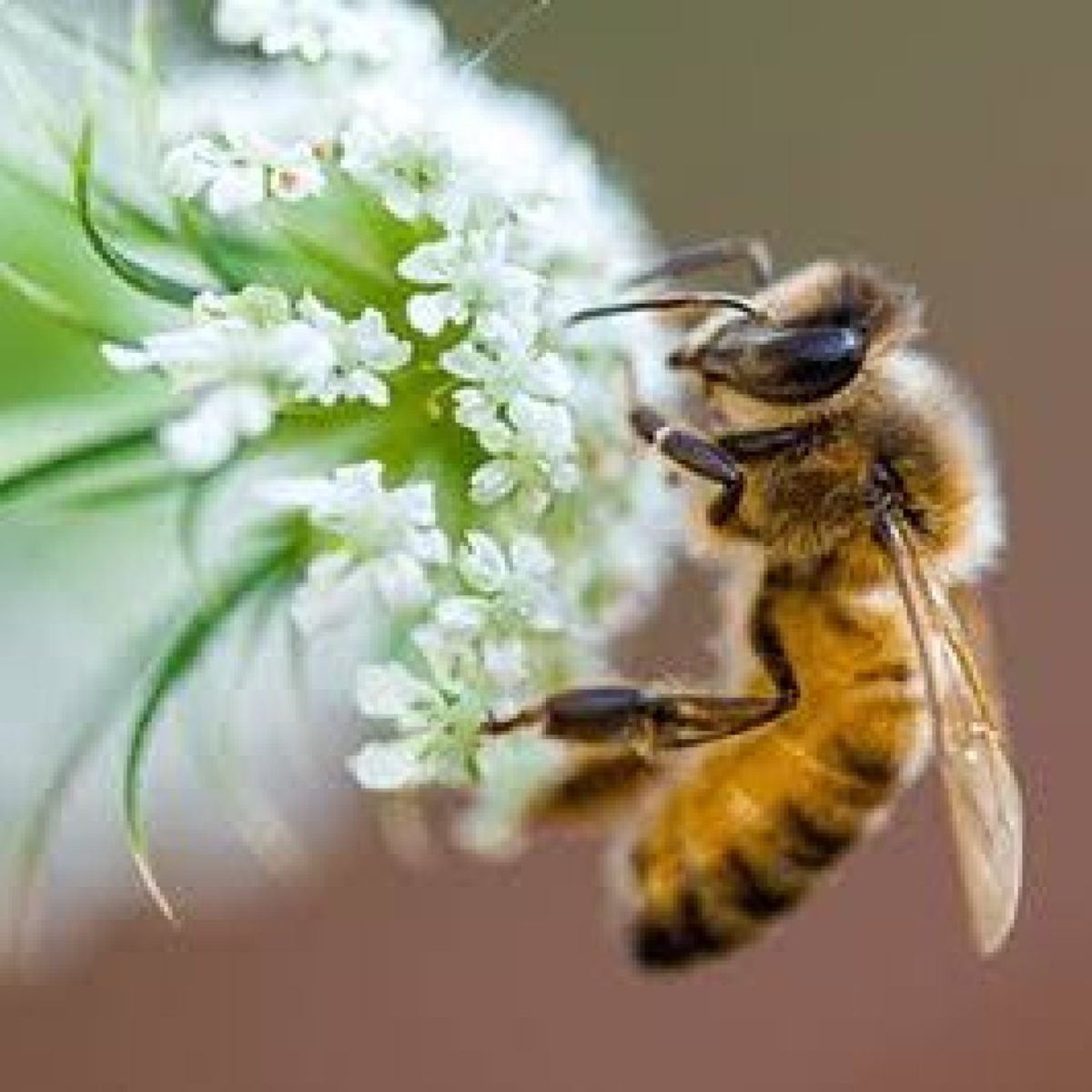 Tinktur av propolis