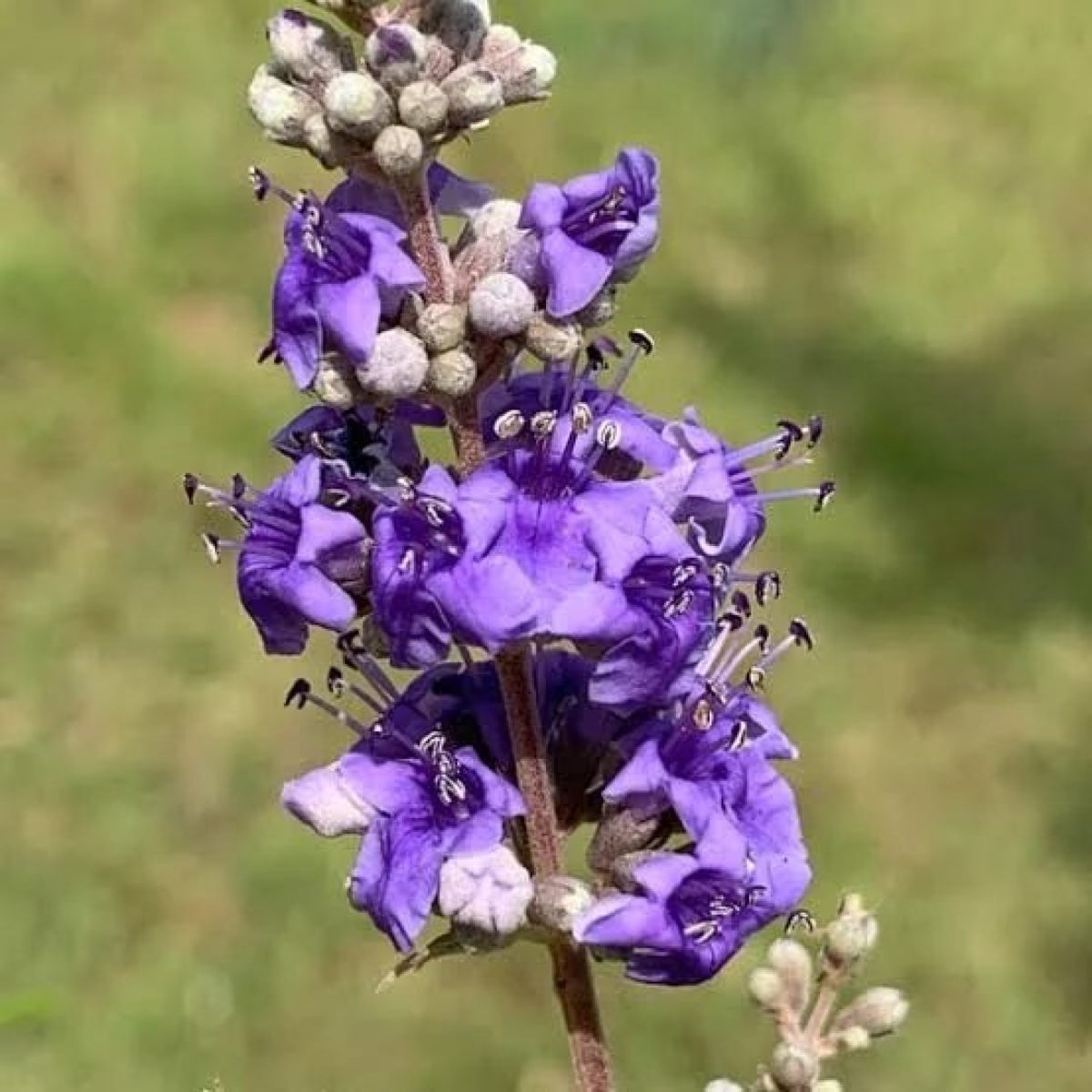 Tinktur av Vitex (Agnus Castus)