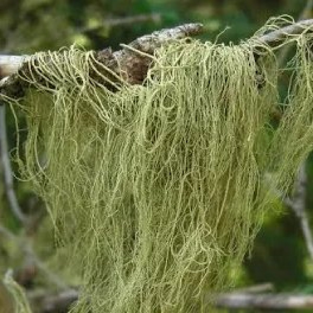 Tinktur av Usnea (Strylav)